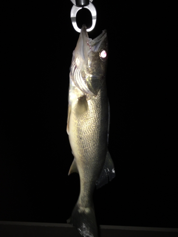 A photo of TeeJ's catch