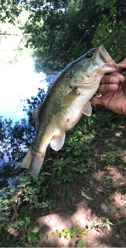 A photo of Chefd93 .'s catch