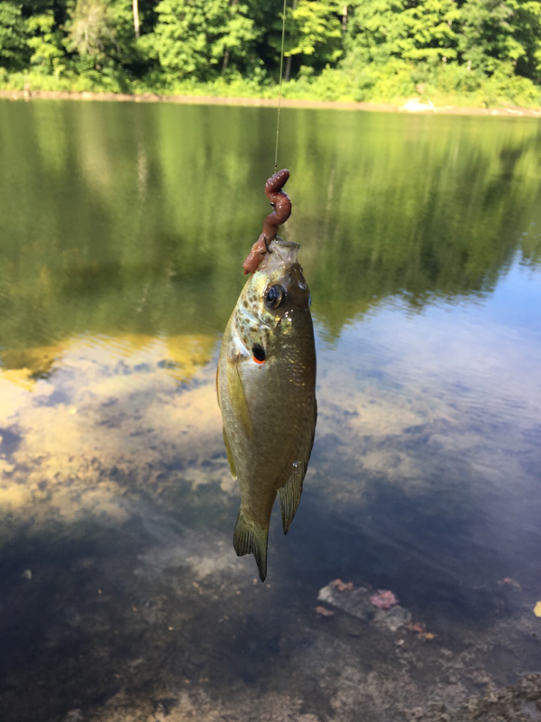 A photo of Deb Smith's catch