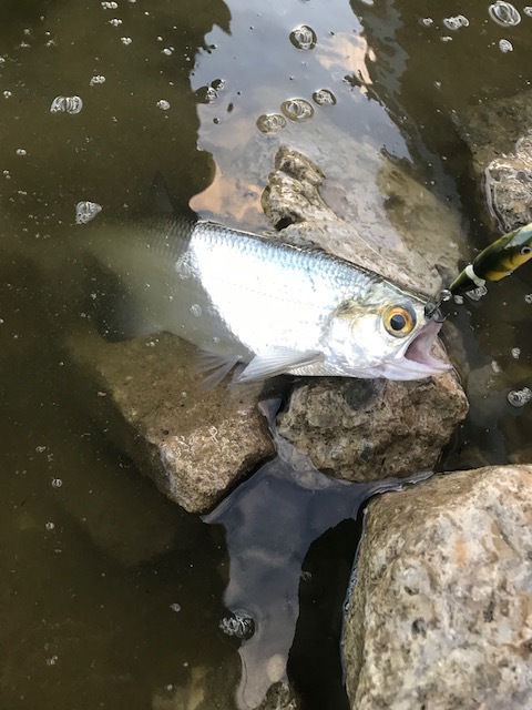 A photo of Nathan Wong's catch