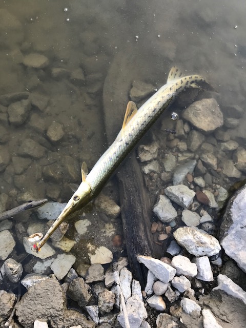 A photo of Nathan Wong's catch