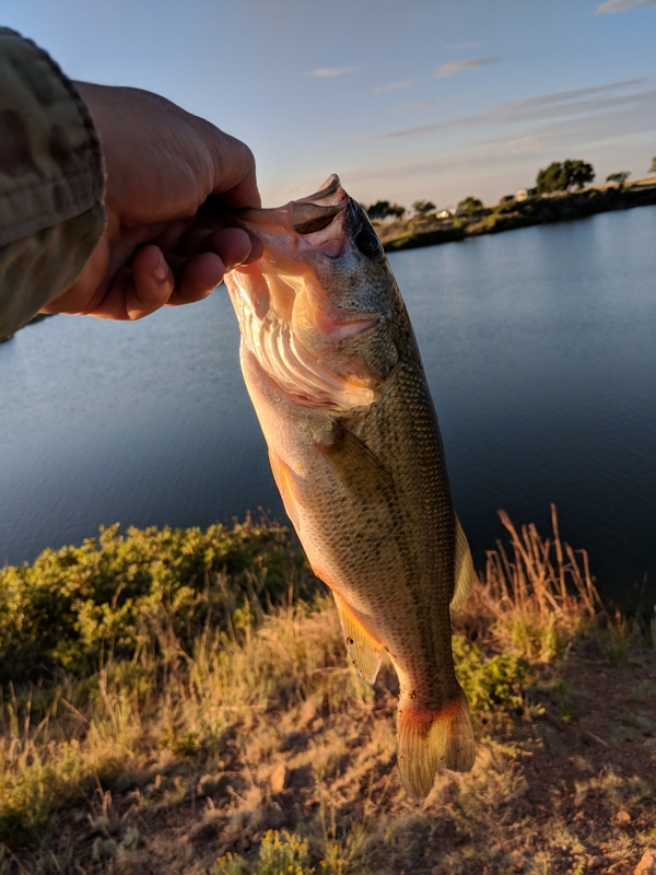 A photo of Andrew Diamond's catch