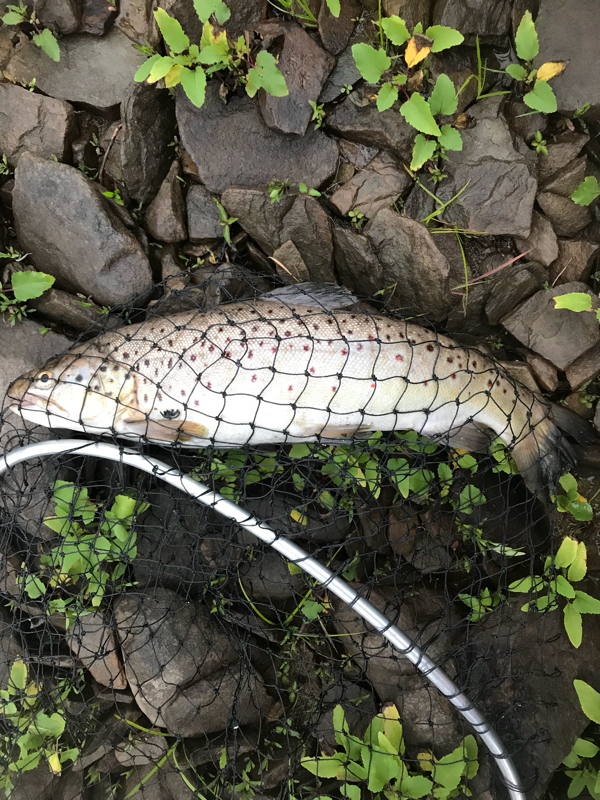 A photo of Matt Rodgers's catch