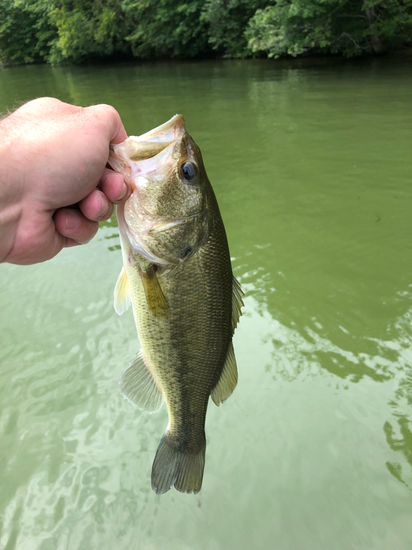 A photo of Jack The Lip Ripper's catch