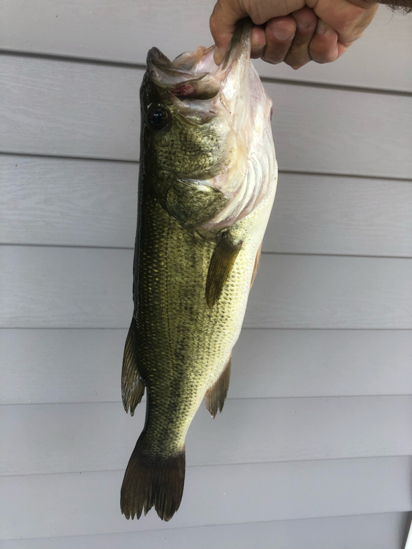 A photo of scott johnson's catch