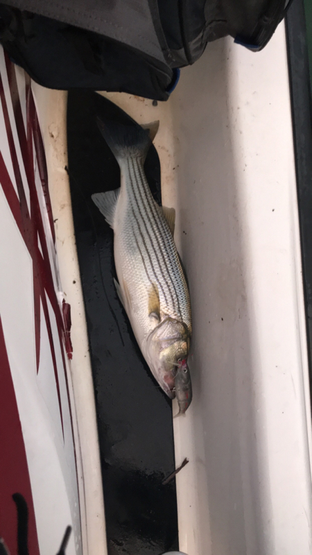 A photo of Kendra Gibson's catch