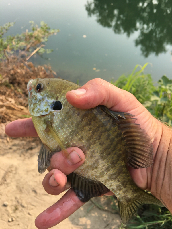 A photo of Robert Hackett 's catch
