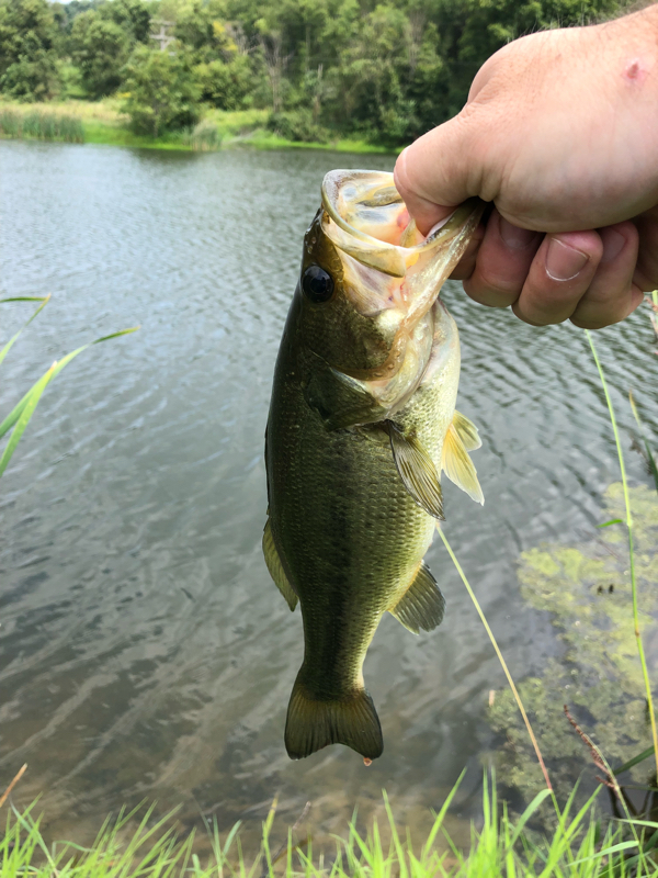 A photo of Jack The Lip Ripper's catch