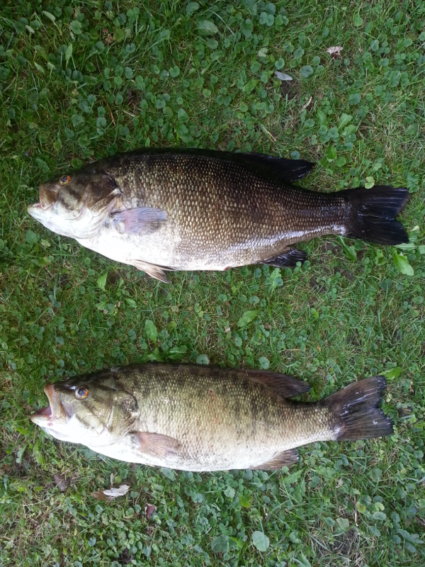 A photo of Neal M's catch