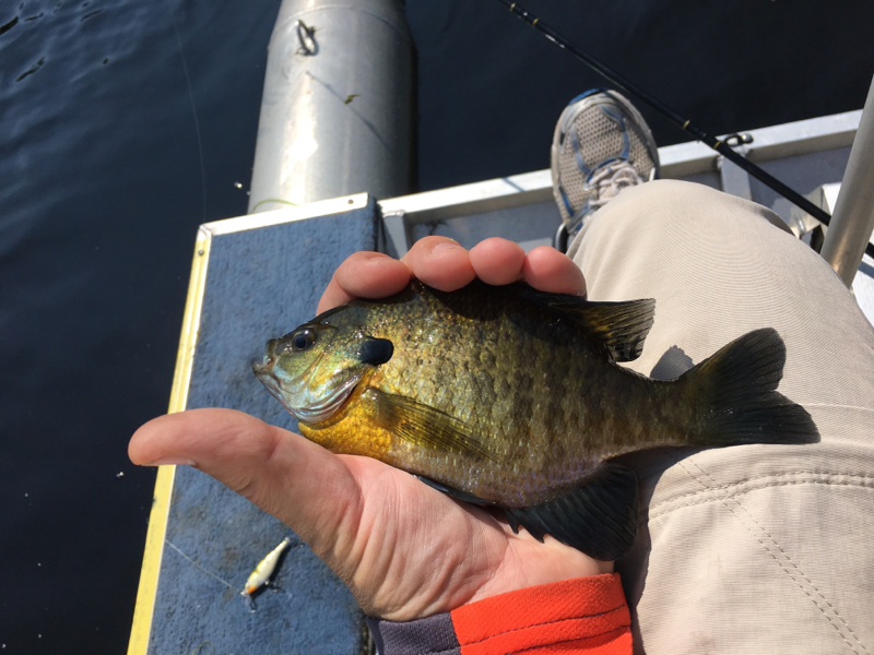 A photo of Pete Lemmer's catch