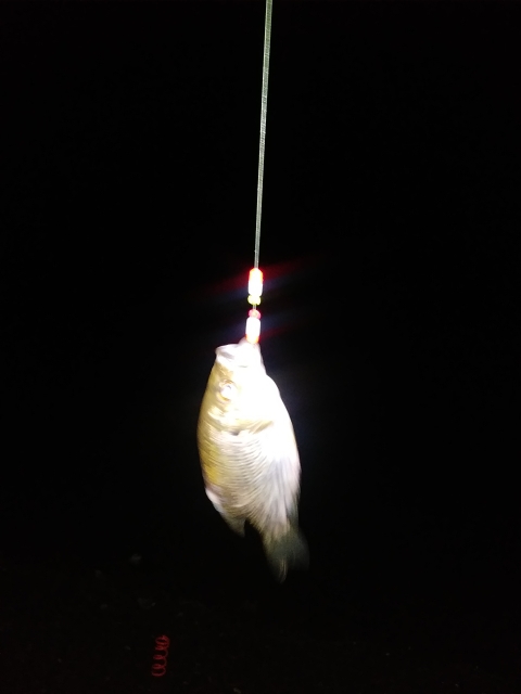 A photo of ฯ{ Dizz|€'s catch