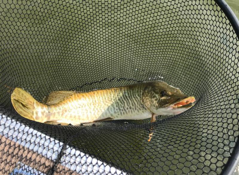 A photo of John Hamilton's catch