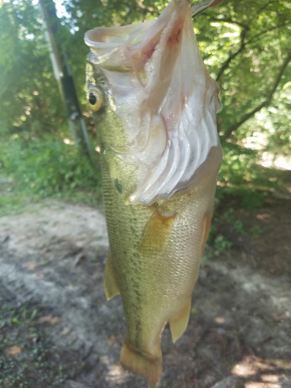 A photo of Matt Hermens's catch