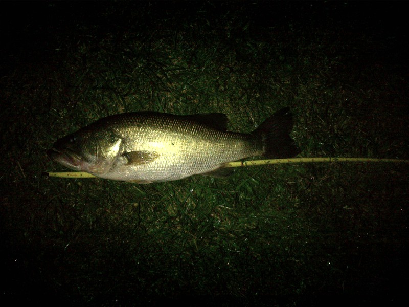 A photo of Midnight Hooker's catch