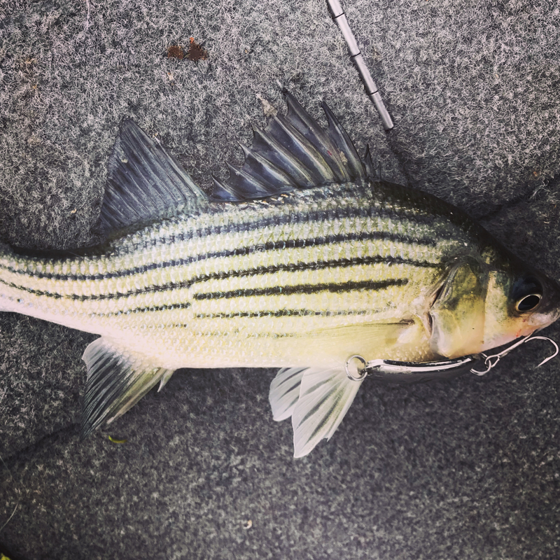 A photo of Turley Muller's catch