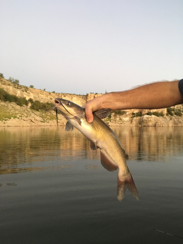 A photo of Joey Blacic 's catch
