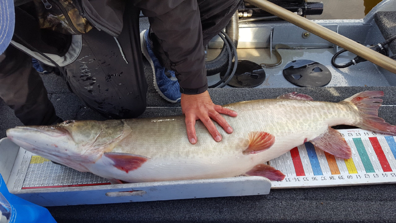 A photo of D B's catch