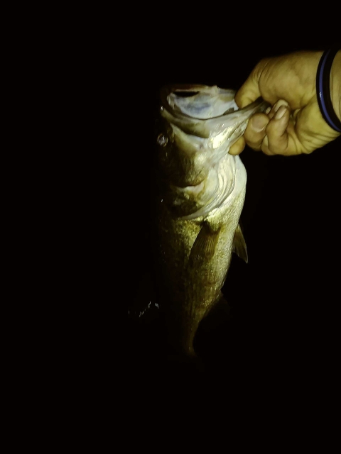 A photo of charles ray's catch