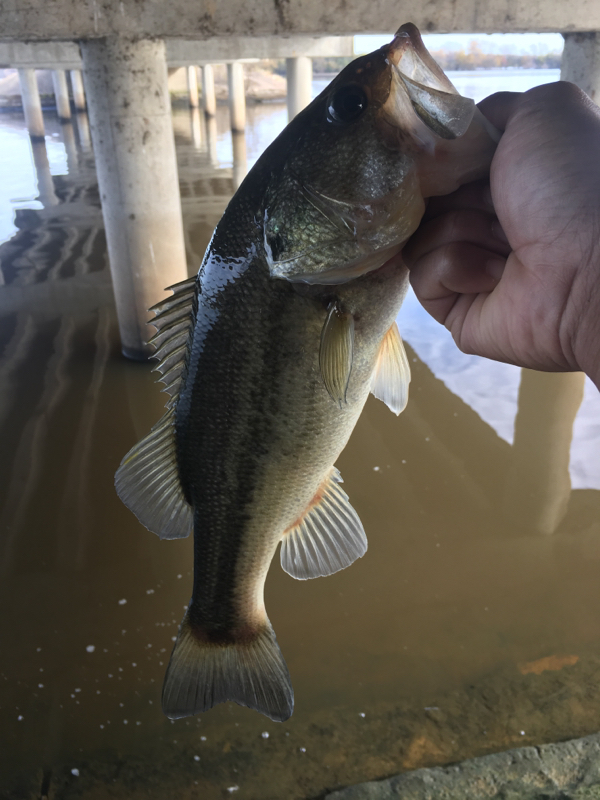 A photo of Jacorey Smith's catch