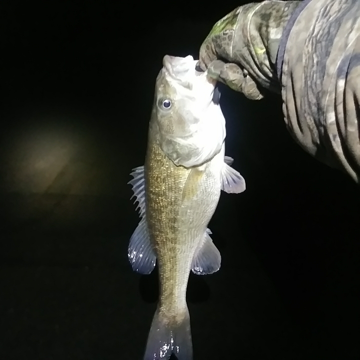 A photo of charles ray's catch