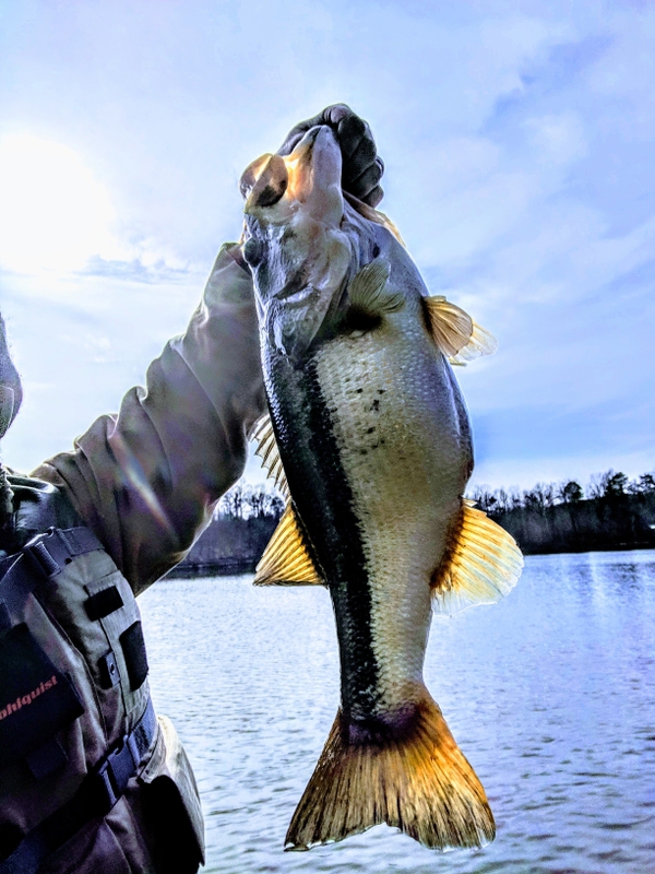 A photo of John Cole's catch