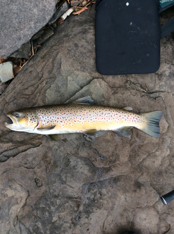 A photo of Rob  Atticks's catch