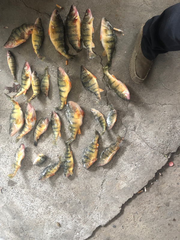 A photo of Gary m's catch