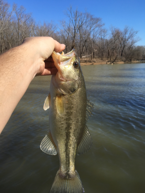 A photo of James Chipman's catch