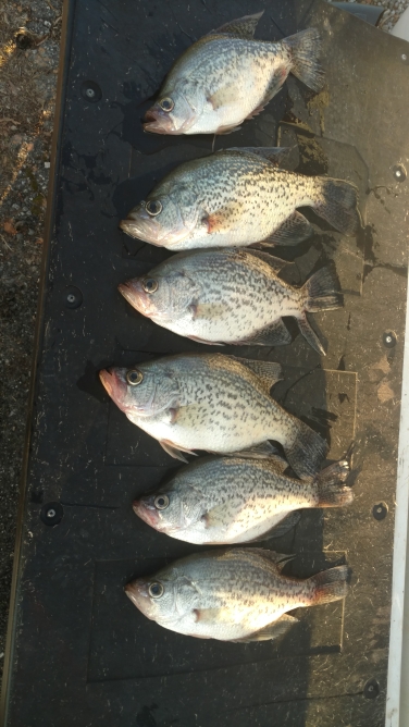 A photo of Robert ingle's catch