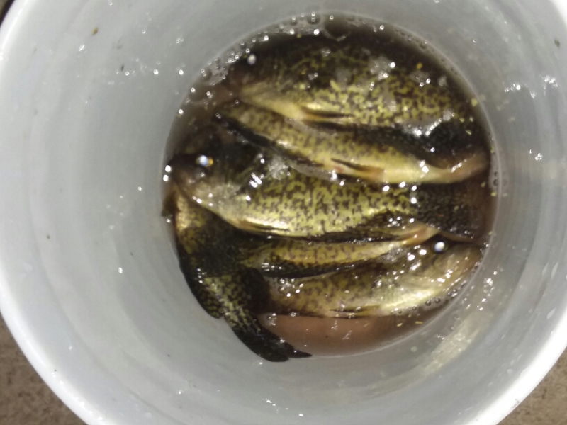 A photo of Your Moms Farm's catch