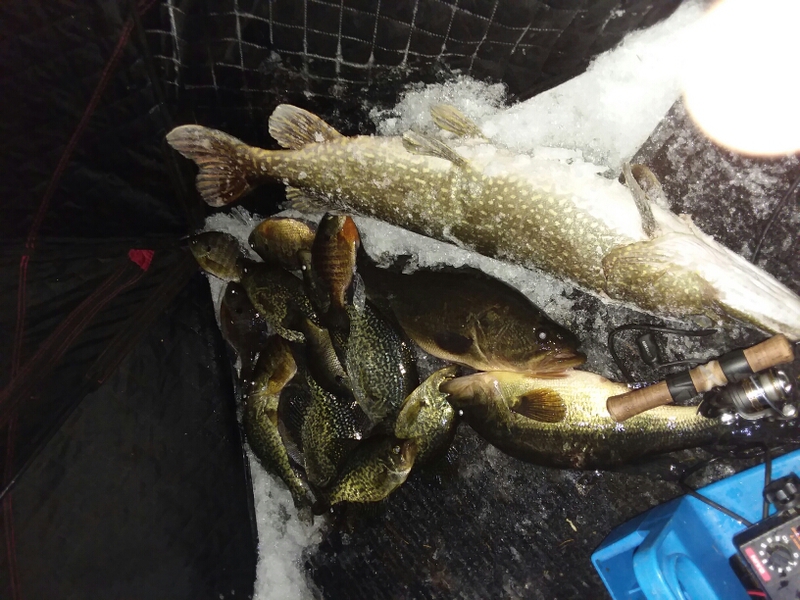 A photo of Your Moms Farm's catch
