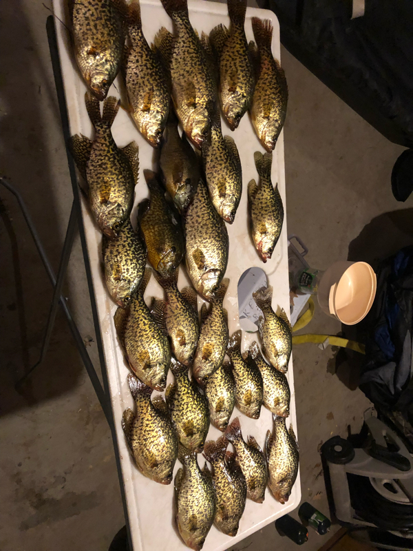 A photo of David  Sharp's catch