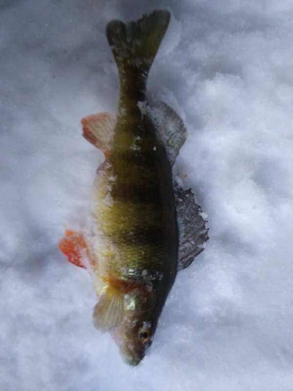 A photo of Gerry gross's catch