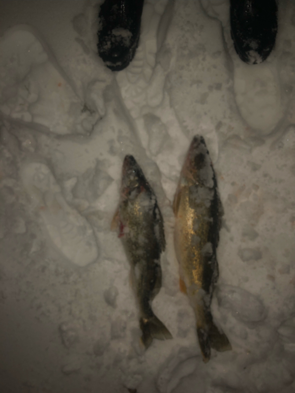 A photo of Gary m's catch