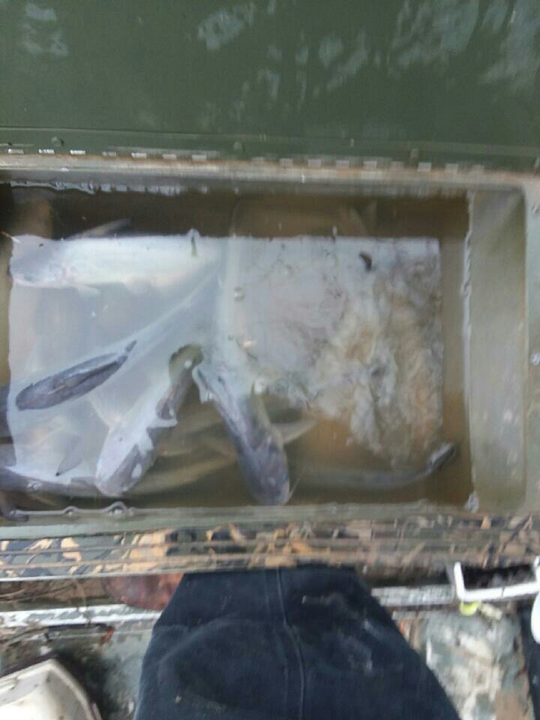 A photo of Casey Clark's catch