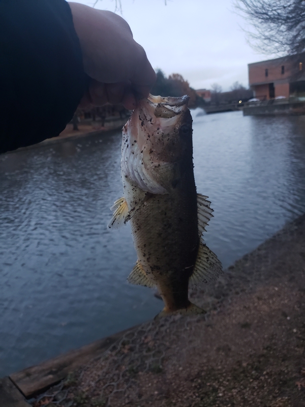 A photo of Joe Vu's catch