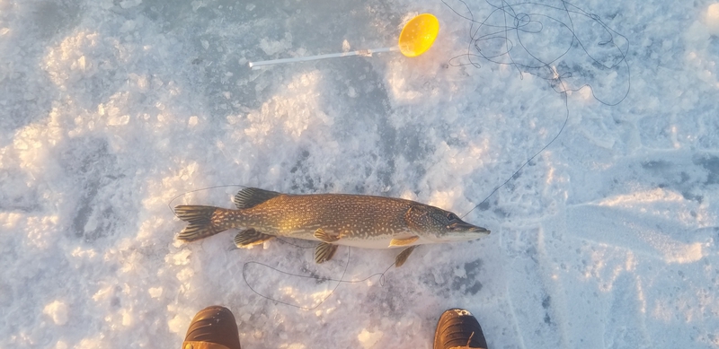 A photo of matt buth's catch