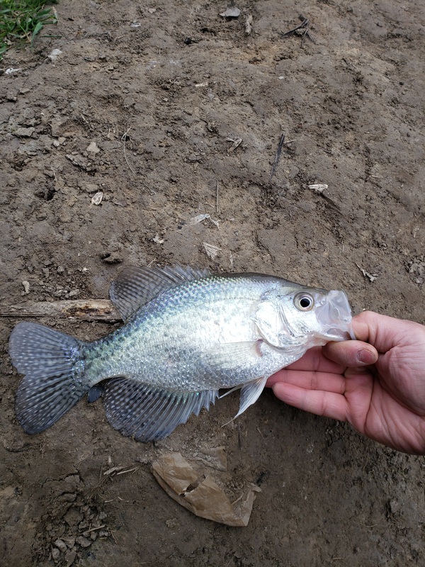 A photo of Joe Vu's catch