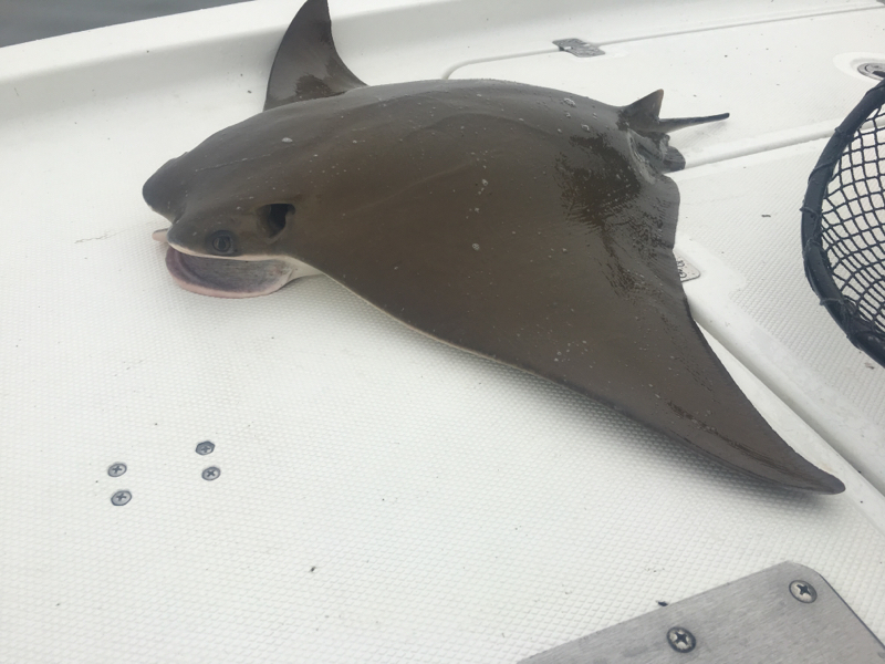 A photo of Mike Foglia's catch