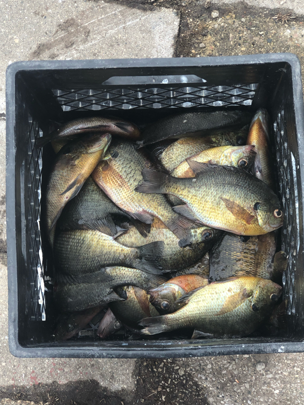 A photo of Gary m's catch