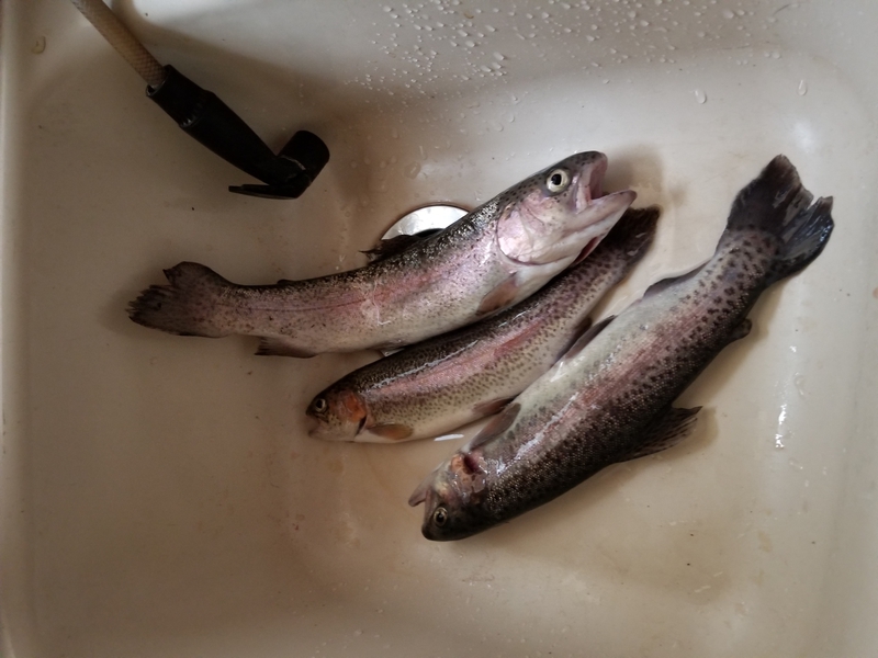 A photo of Toni Almada's catch