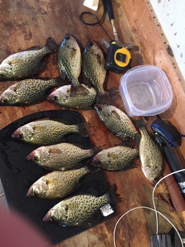 A photo of Mitch Anderson's catch
