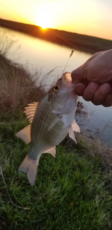 A photo of Daniel Escalante's catch