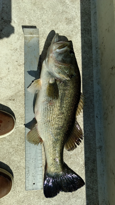 A photo of john chandler's catch
