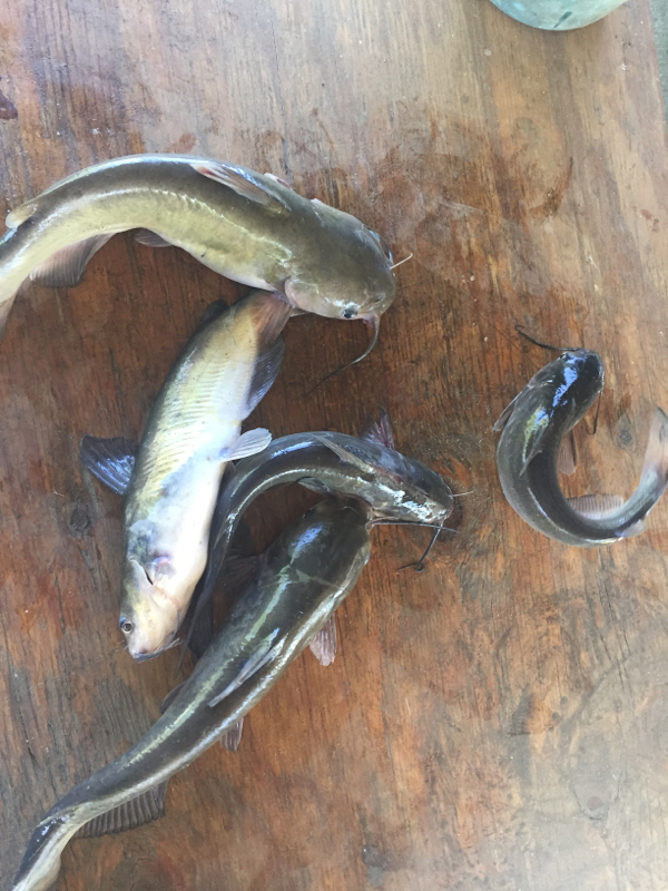 Caught a Channel Catfish on False River using a worms