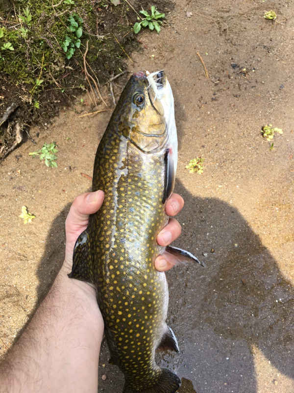 A photo of Tim Bingham's catch
