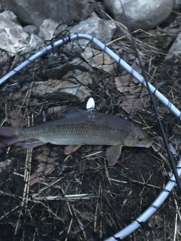 A photo of Ted Marvin 's catch