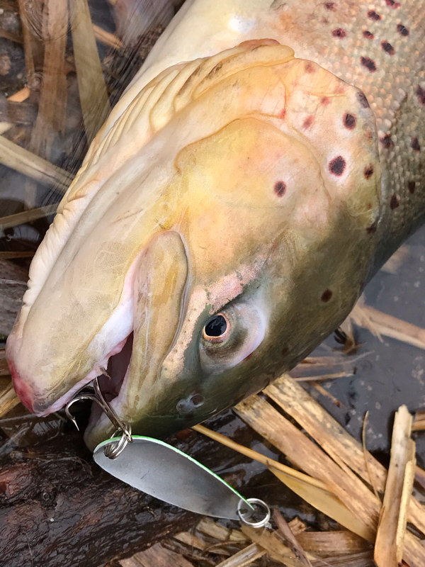 A photo of chip lee's catch