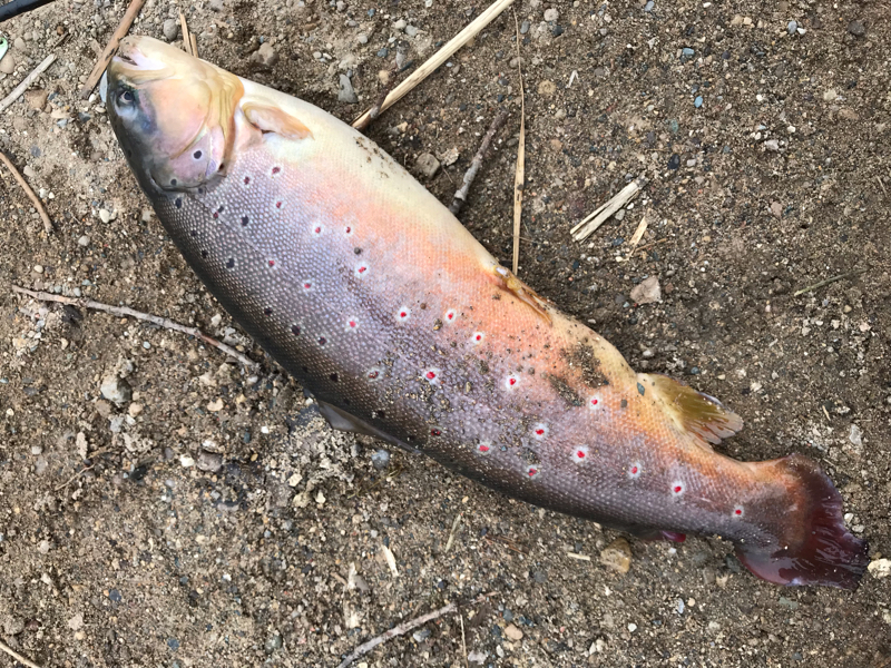 A photo of chip lee's catch
