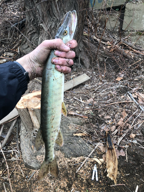 A photo of Ben Carter's catch
